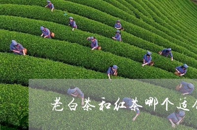 老白茶和红茶哪个适合煮/2023110203825