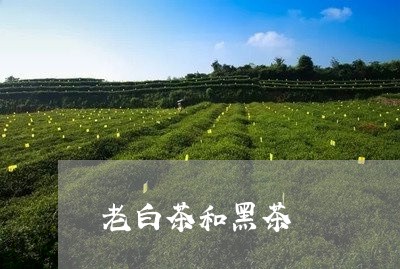 老白茶和黑茶/2023052304027