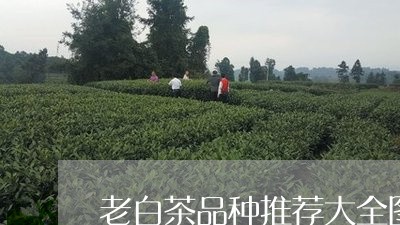 老白茶品种推荐大全图片/2023110210372