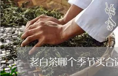 老白茶哪个季节买合适喝/2023110269624