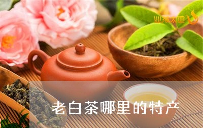 老白茶哪里的特产/2023071345146