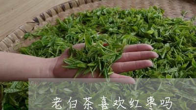 老白茶喜欢红枣吗/2023071281725