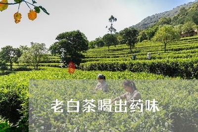 老白茶喝出药味/2023060950805