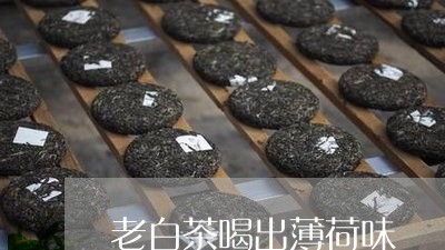 老白茶喝出薄荷味/2023071214049