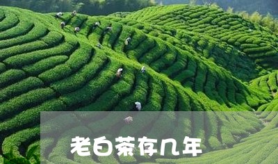 老白茶存几年/2023052263048