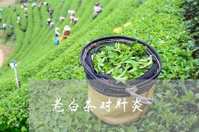 老白茶对肝炎/2023052283158