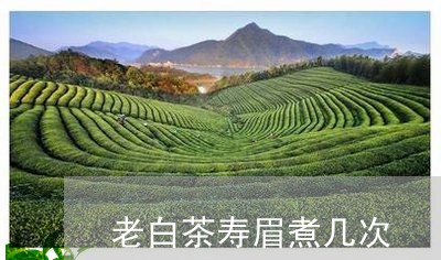 老白茶寿眉煮几次/2023090835060