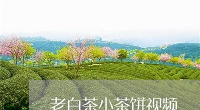 老白茶小茶饼视频/2023071130573