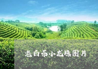 老白茶小龙珠图片/2023071156160