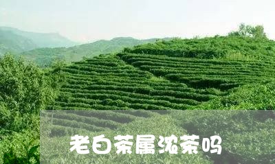 老白茶属浓茶吗/2023061070603