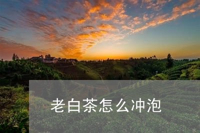 老白茶怎么冲泡/2023061073948