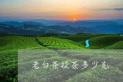 老白茶投茶多少克/2023070877572