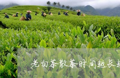 老白茶散茶时间越长越好吗/2023082689593