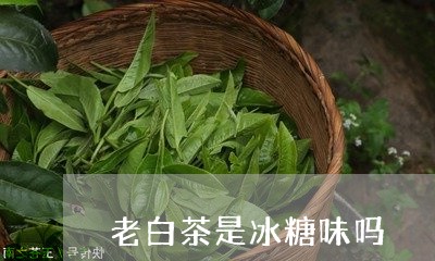 老白茶是冰糖味吗/2023071019514