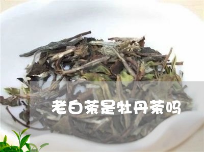 老白茶是牡丹茶吗/2023071039571