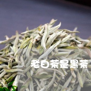 老白茶是黑茶/2023052390728