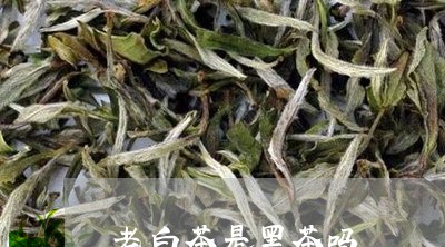 老白茶是黑茶吗/2023060925027