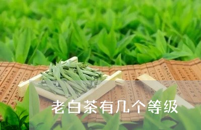 老白茶有几个等级/2023071082616