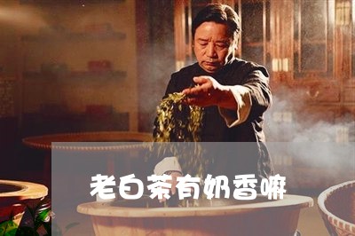 老白茶有奶香嘛/2023060954915