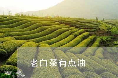 老白茶有点油/2023052353950