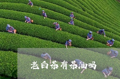 老白茶有茶油吗/2023060916381