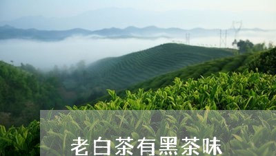 老白茶有黑茶味/2023060970301