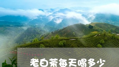 老白茶每天喝多少/2023071006058