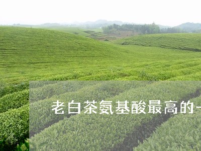 老白茶氨基酸最高的一种茶/2023042867281