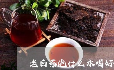 老白茶泡什么水喝好呢/2023073064826