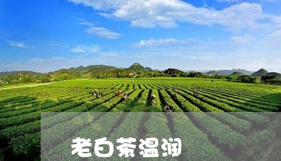 老白茶温润/2023051129504