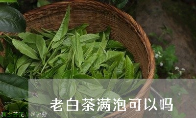 老白茶满泡可以吗/2023071168260