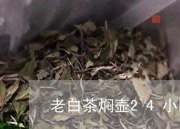 老白茶焖壶24小时/2023071393825