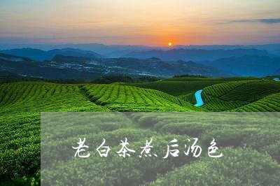 老白茶煮后汤色/2023061060483