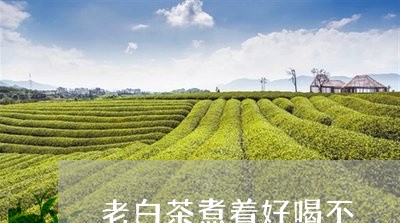 老白茶煮着好喝不/2023071185050