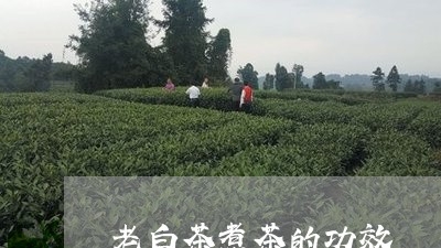 老白茶煮茶的功效/2023071184816