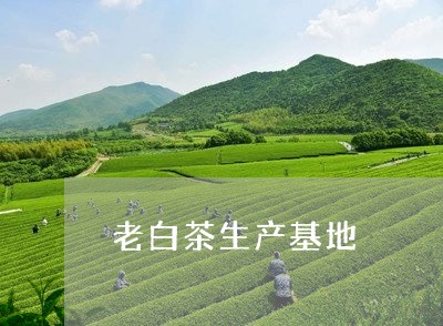 老白茶生产基地/2023060917693