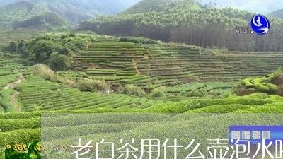 老白茶用什么壶泡水喝最好/2023042874131