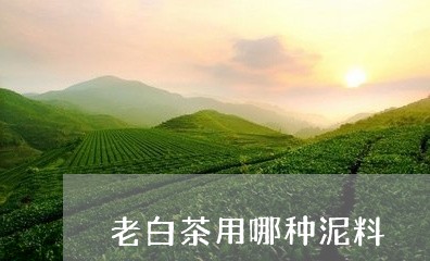 老白茶用哪种泥料/2023071124170