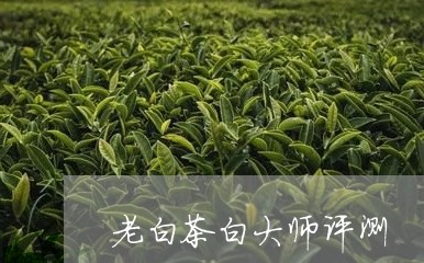 老白茶白大师评测/2023071170582