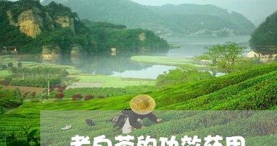 老白茶的功效药用/2023071180837