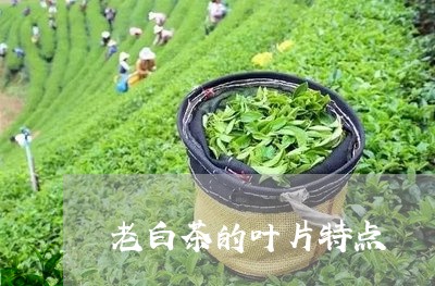 老白茶的叶片特点/2023071154737