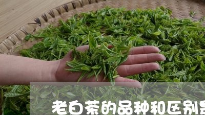 老白茶的品种和区别是什么呢/2023111482706