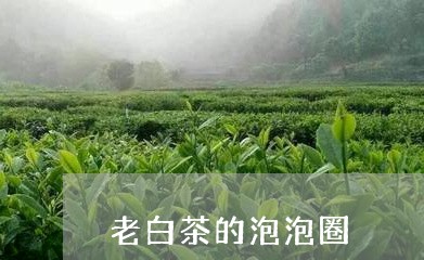 老白茶的泡泡圈/2023060959572