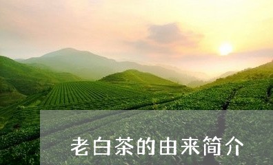 老白茶的由来简介/2023071182635