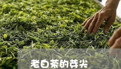 老白茶的芽尖/2023052362815