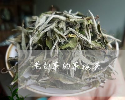 老白茶的茶梅花/2023061042705