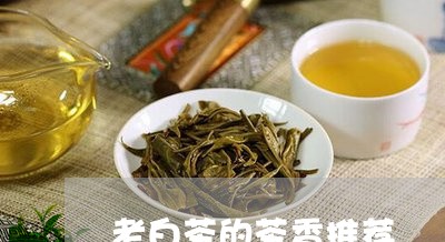 老白茶的茶香推荐/2023071105037