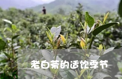 老白茶的适饮季节/2023071127380