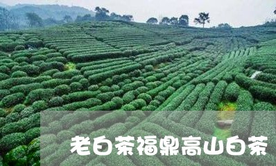 老白茶福鼎高山白茶/2023092063938