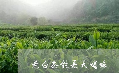 老白茶能夏天喝嘛/2023071151492